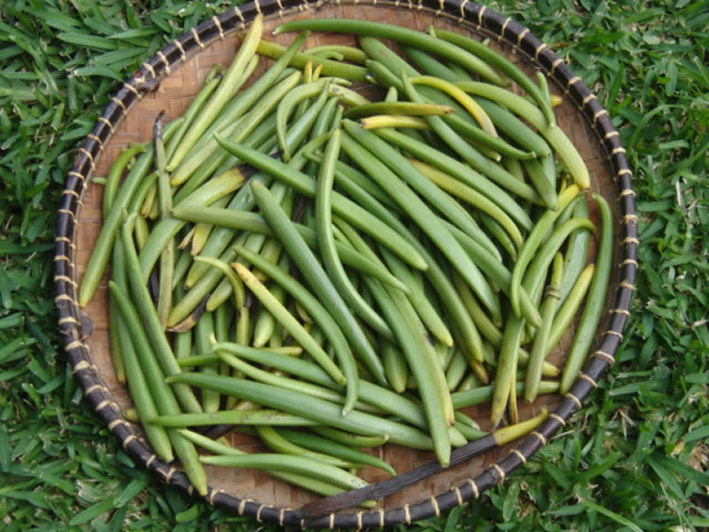 Récolte des gousse fraiches