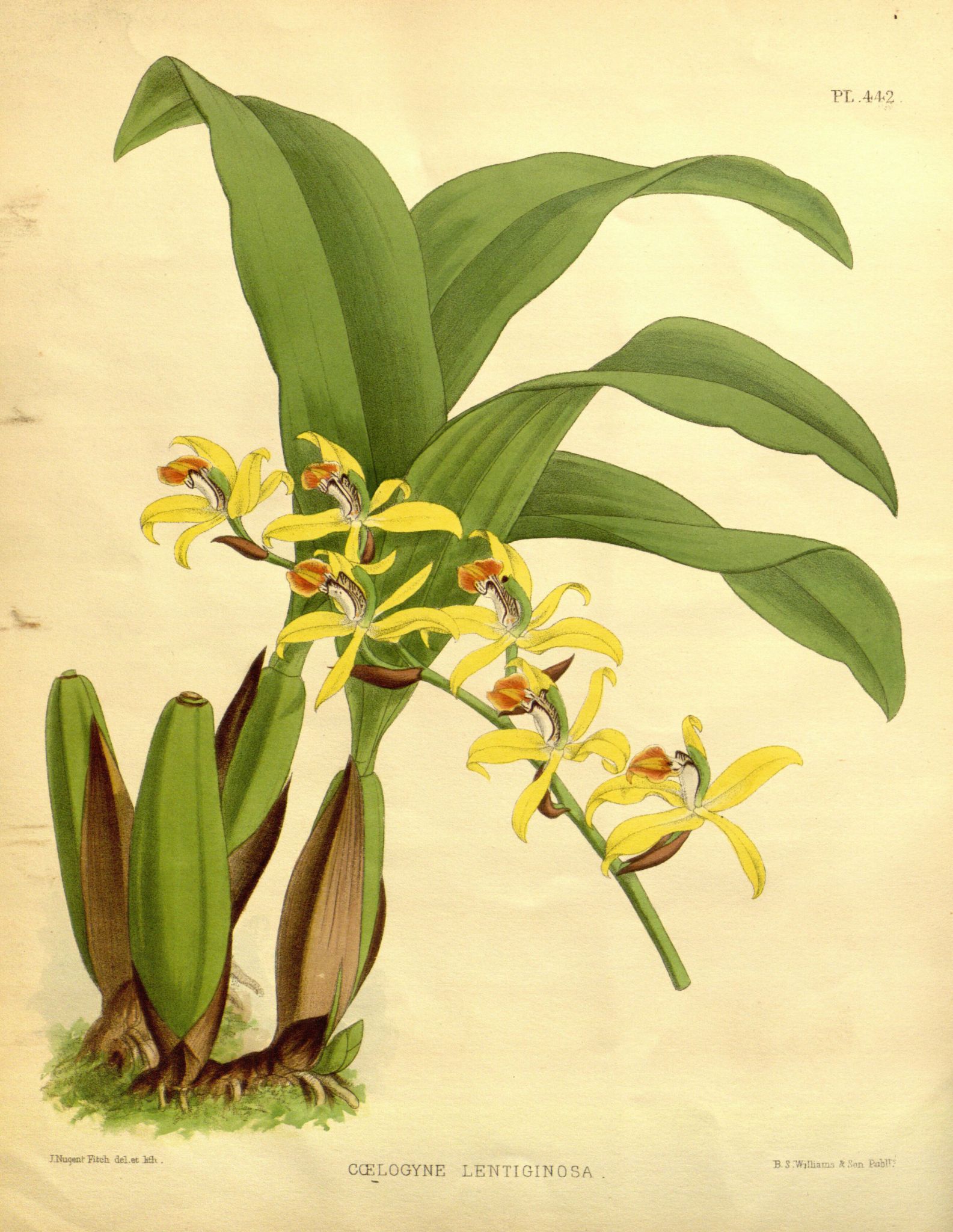 orchidees coelogyne lentiginosa