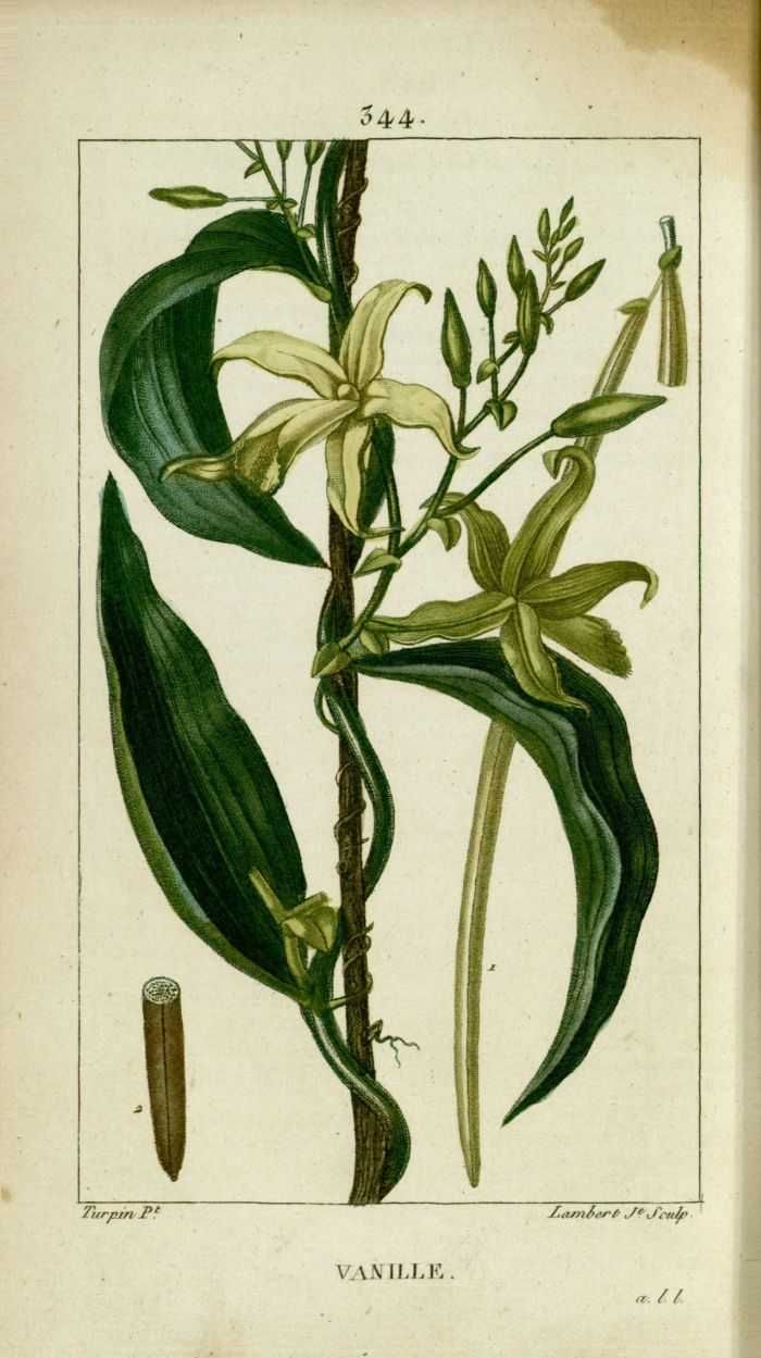 vanille dessin ancien